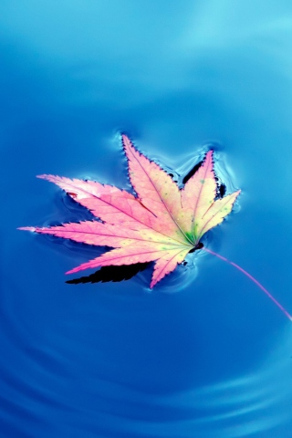 Screenshot №1 pro téma Maple Leaf On Ideal Blue Surface 320x480
