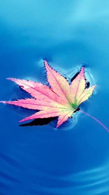 Maple Leaf On Ideal Blue Surface screenshot #1 360x640