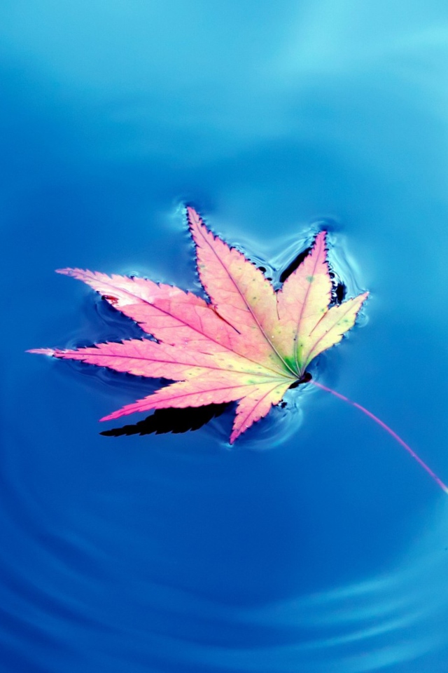 Обои Maple Leaf On Ideal Blue Surface 640x960