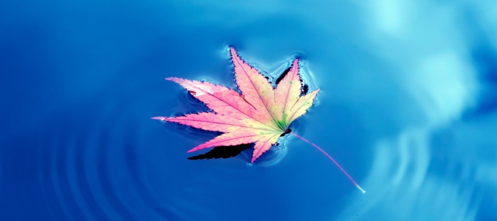 Sfondi Maple Leaf On Ideal Blue Surface 720x320
