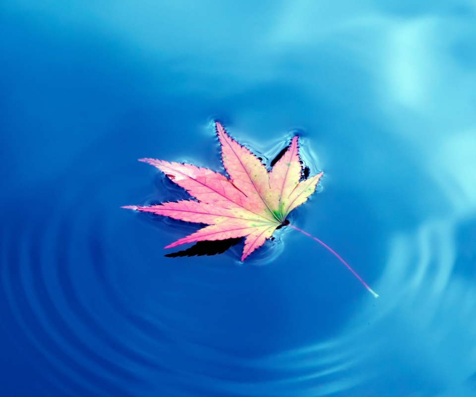 Maple Leaf On Ideal Blue Surface screenshot #1 960x800