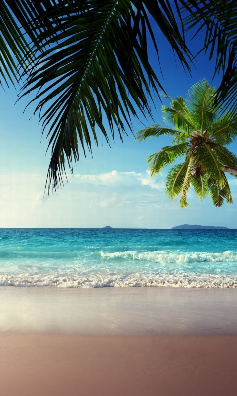 Das Sunshine in Tropics Wallpaper 480x800