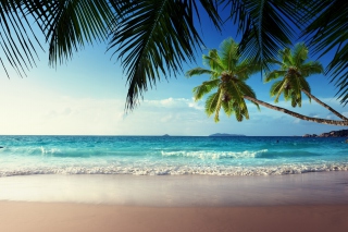 Sunshine in Tropics Wallpaper for Android, iPhone and iPad
