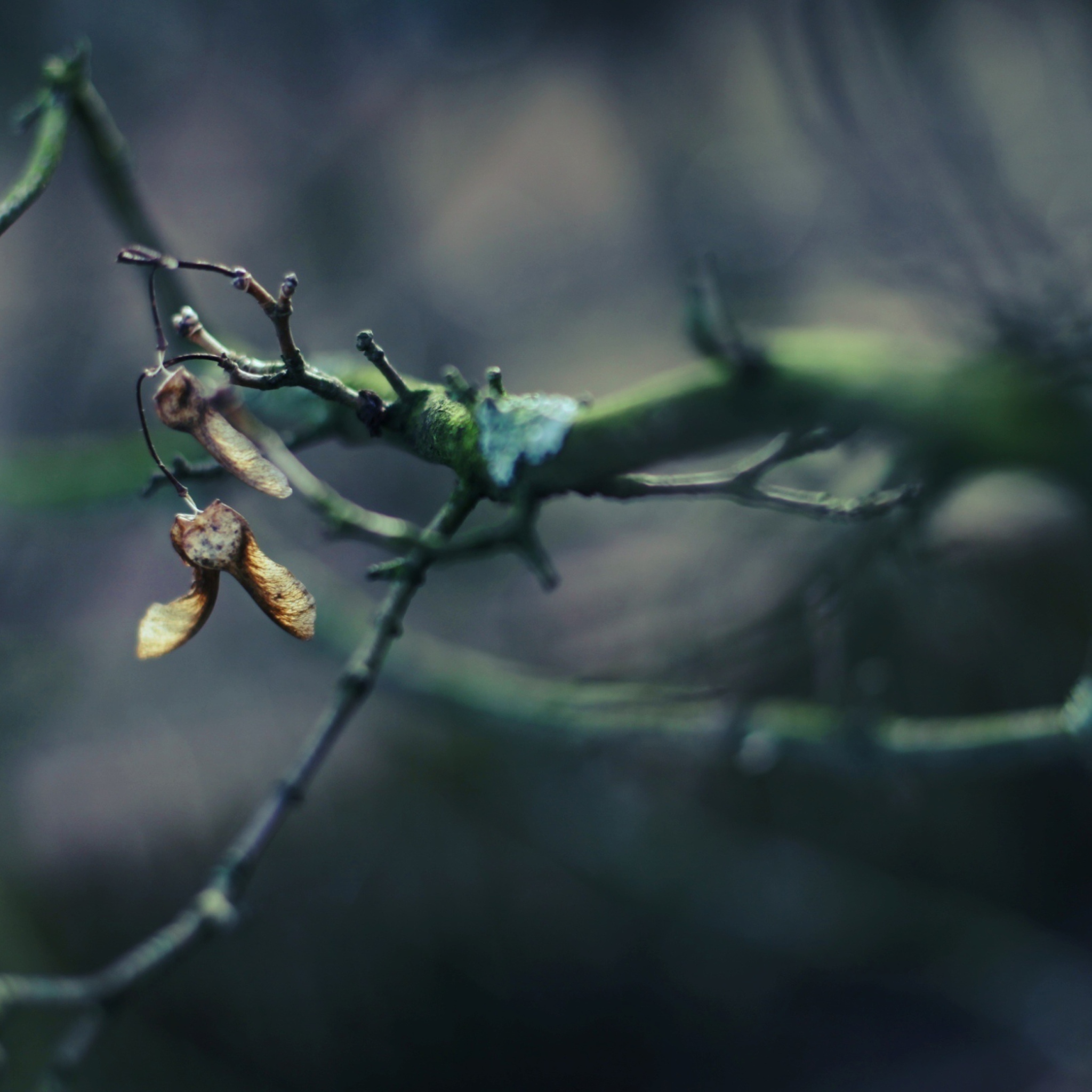 Обои Tree Branch Bokeh 2048x2048