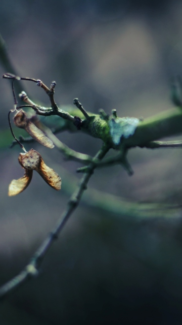 Обои Tree Branch Bokeh 360x640