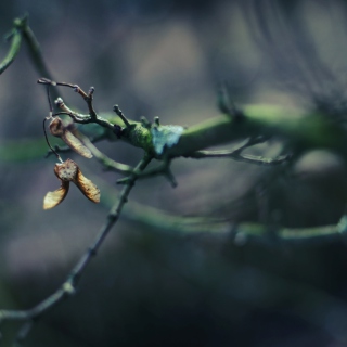 Tree Branch Bokeh sfondi gratuiti per iPad mini