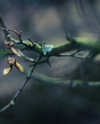 Free Tree Branch Bokeh Picture for Samsung Fin