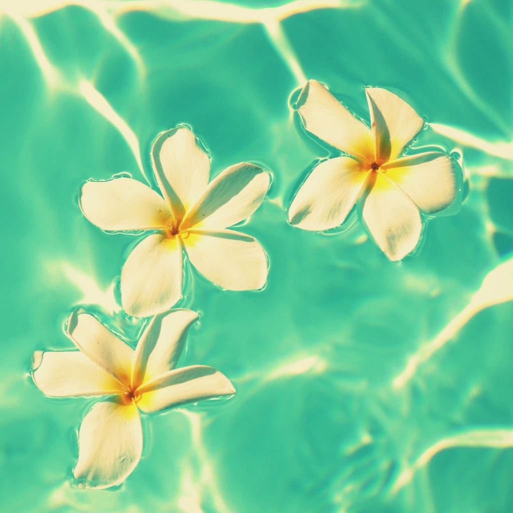 Plumeria Flowers In Turquoise Water screenshot #1 1024x1024