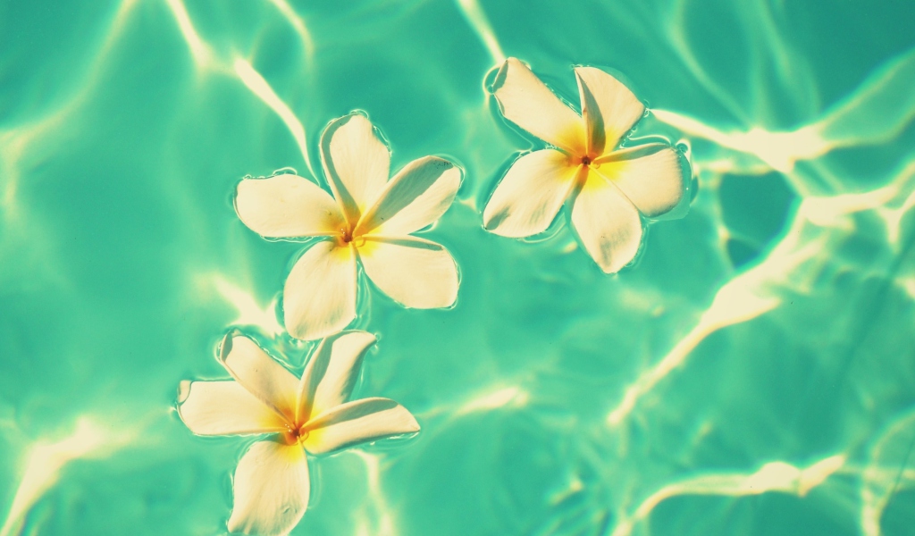 Fondo de pantalla Plumeria Flowers In Turquoise Water 1024x600