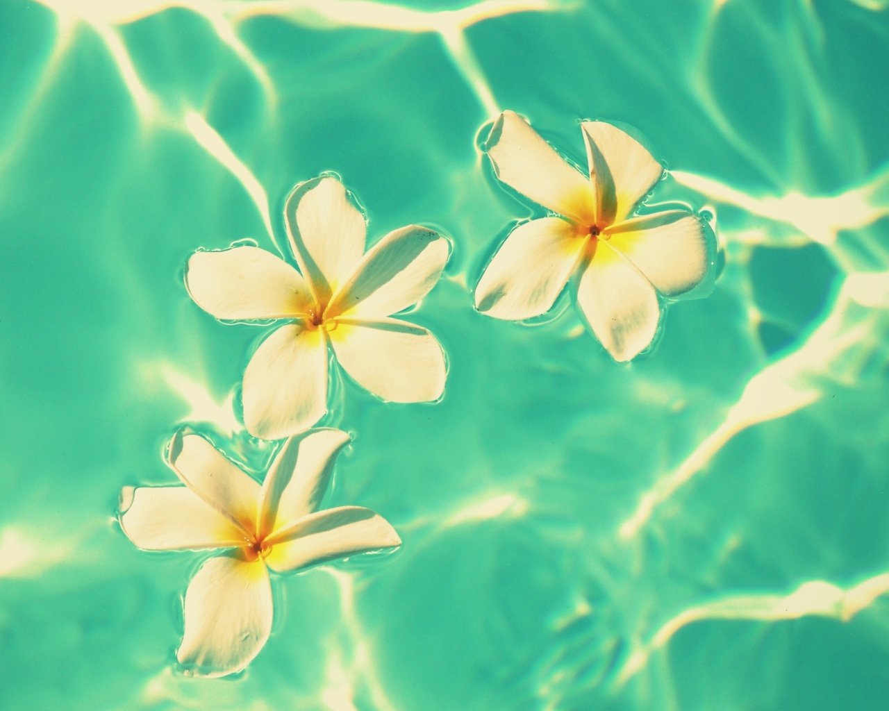 Fondo de pantalla Plumeria Flowers In Turquoise Water 1280x1024