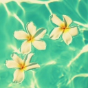Plumeria Flowers In Turquoise Water screenshot #1 128x128
