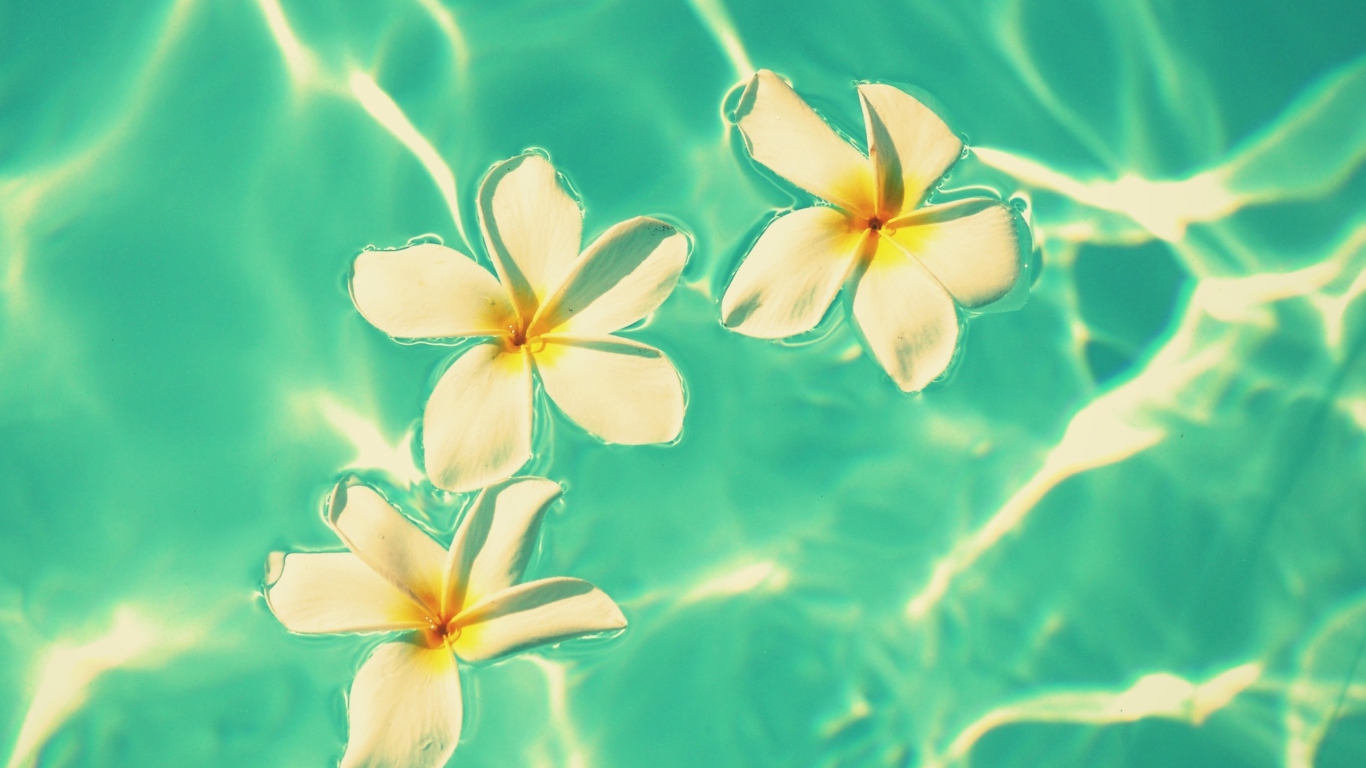 Plumeria Flowers In Turquoise Water screenshot #1 1366x768