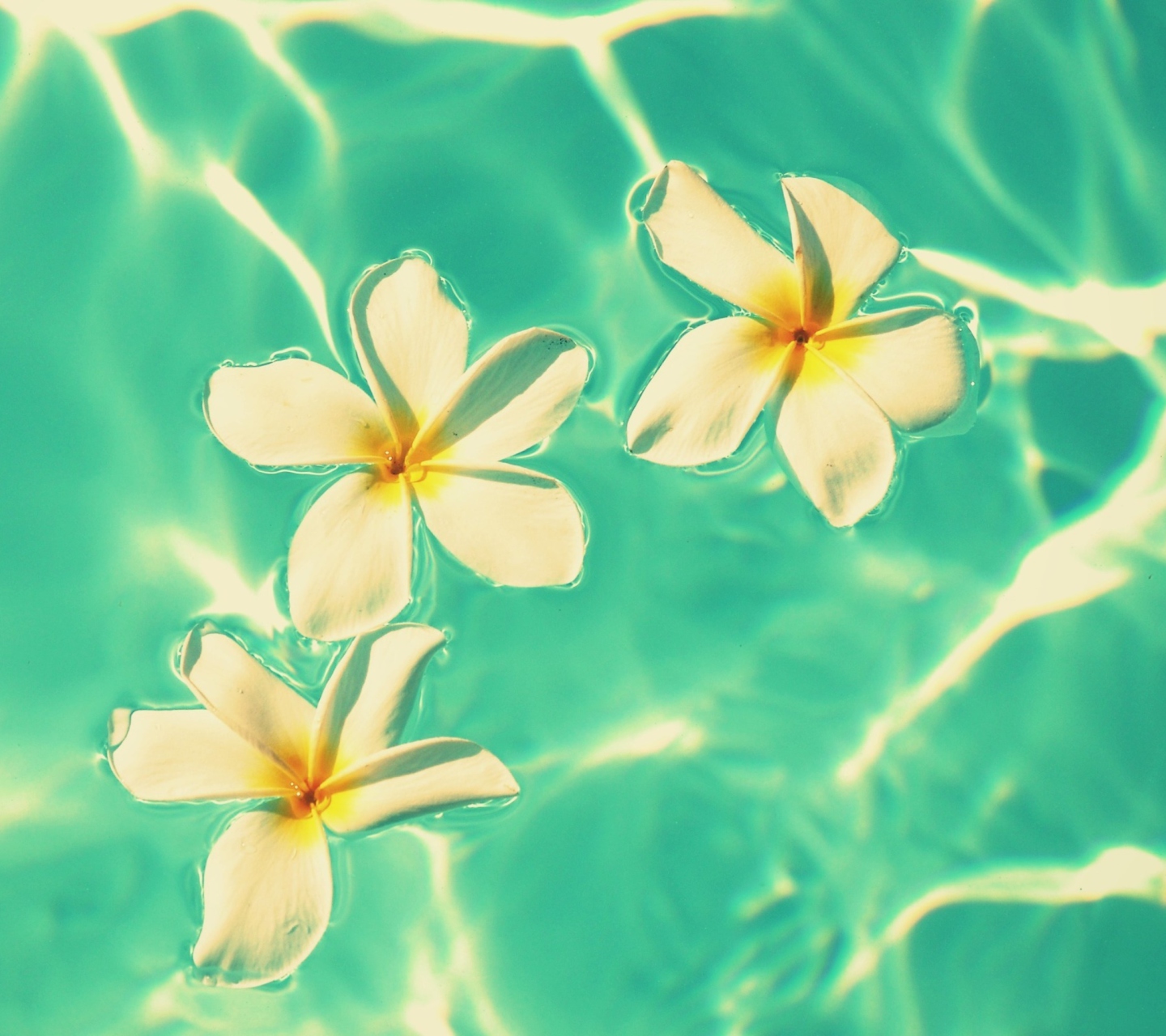 Screenshot №1 pro téma Plumeria Flowers In Turquoise Water 1440x1280