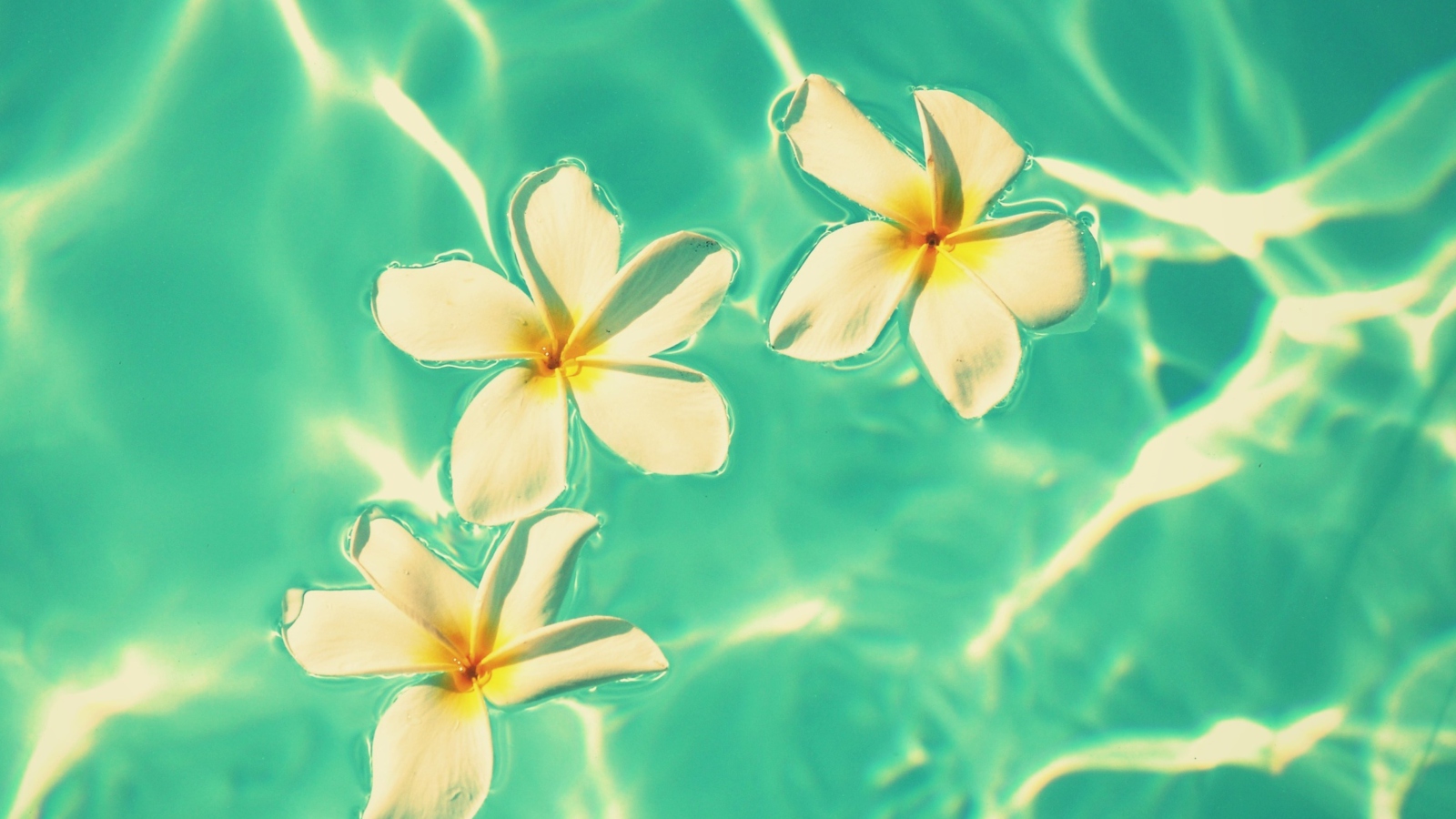 Fondo de pantalla Plumeria Flowers In Turquoise Water 1600x900