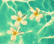 Plumeria Flowers In Turquoise Water screenshot #1 176x144