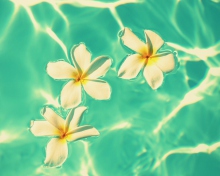 Screenshot №1 pro téma Plumeria Flowers In Turquoise Water 220x176