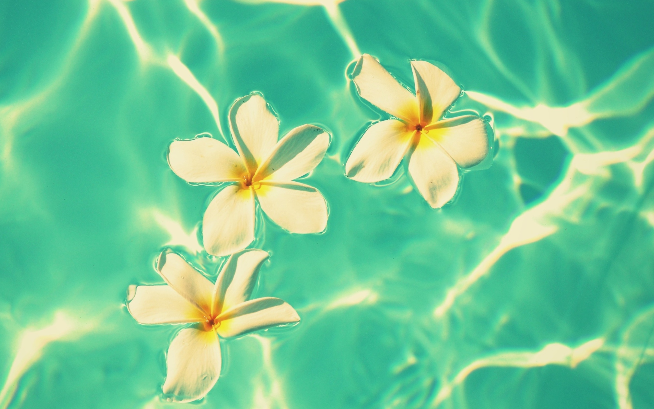 Screenshot №1 pro téma Plumeria Flowers In Turquoise Water 2560x1600