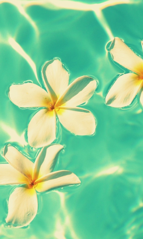 Fondo de pantalla Plumeria Flowers In Turquoise Water 480x800