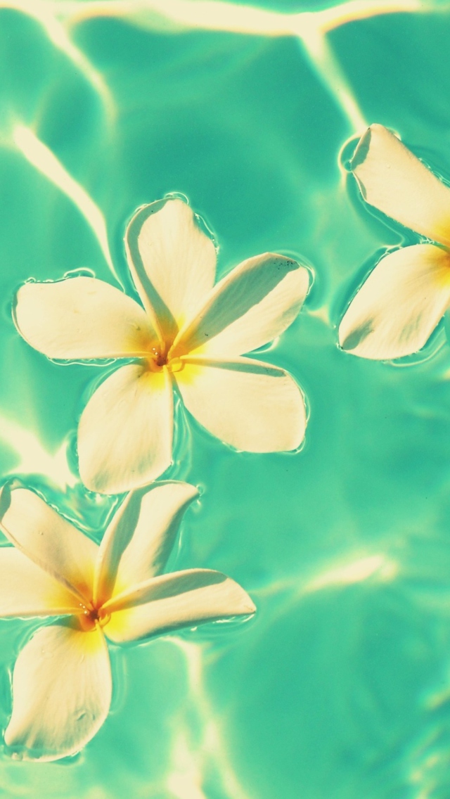 Plumeria Flowers In Turquoise Water Wallpaper for iPhone 5