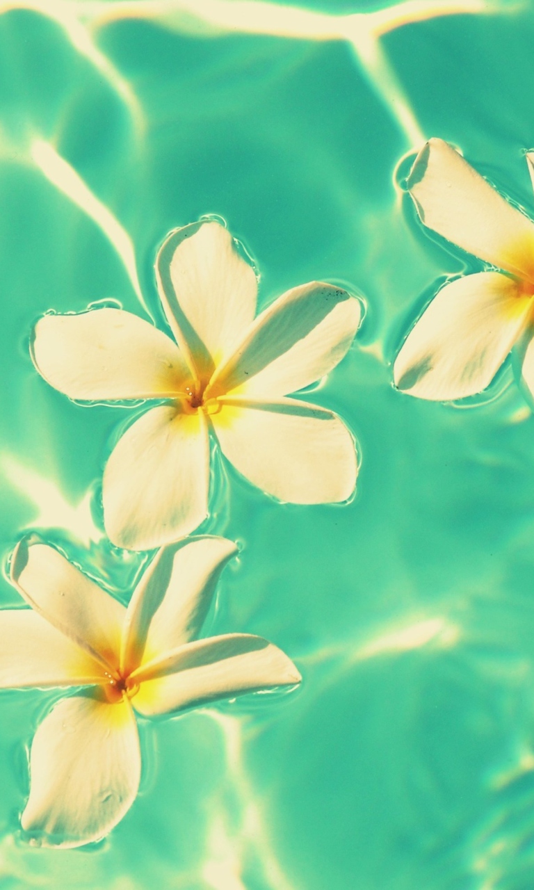 Fondo de pantalla Plumeria Flowers In Turquoise Water 768x1280