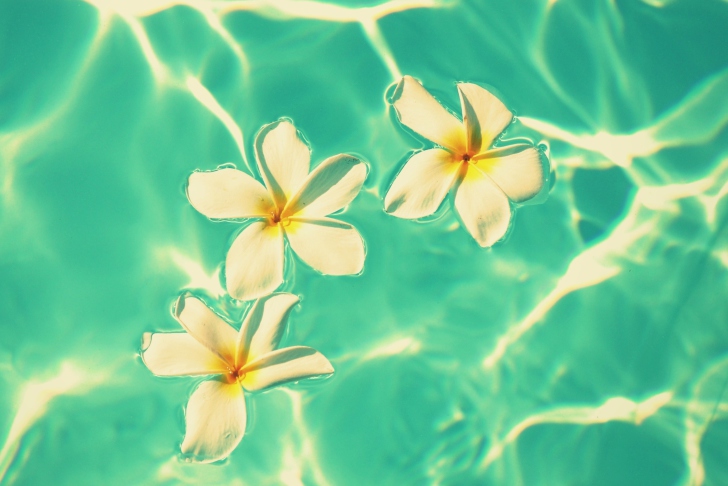 Fondo de pantalla Plumeria Flowers In Turquoise Water