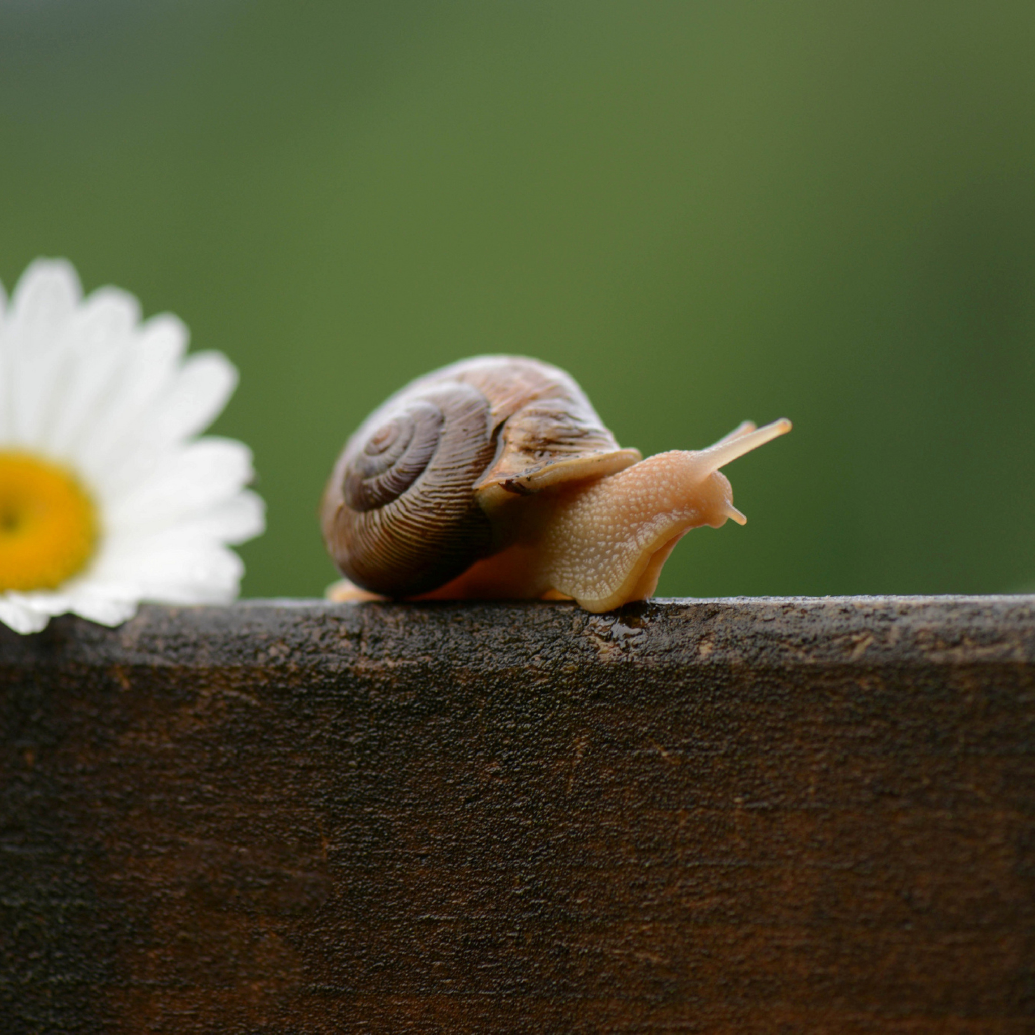 Snail wallpaper 2048x2048