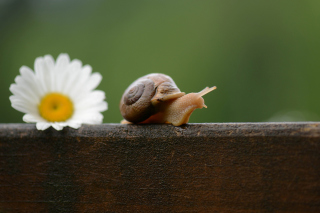 Snail sfondi gratuiti per cellulari Android, iPhone, iPad e desktop