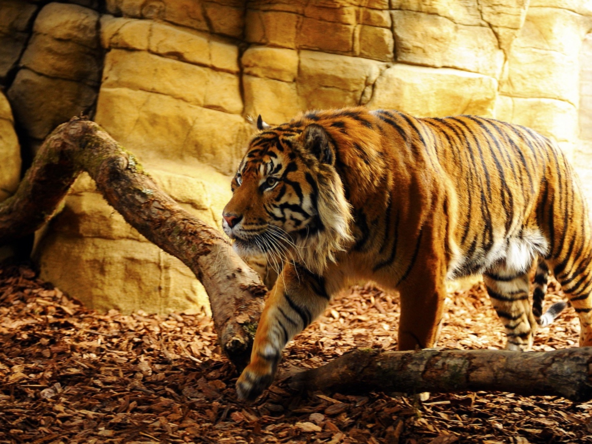 Tiger screenshot #1 1152x864