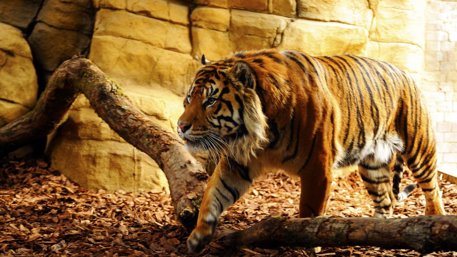 Sfondi Tiger 1600x900