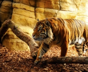 Tiger screenshot #1 176x144