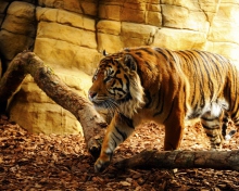 Tiger wallpaper 220x176