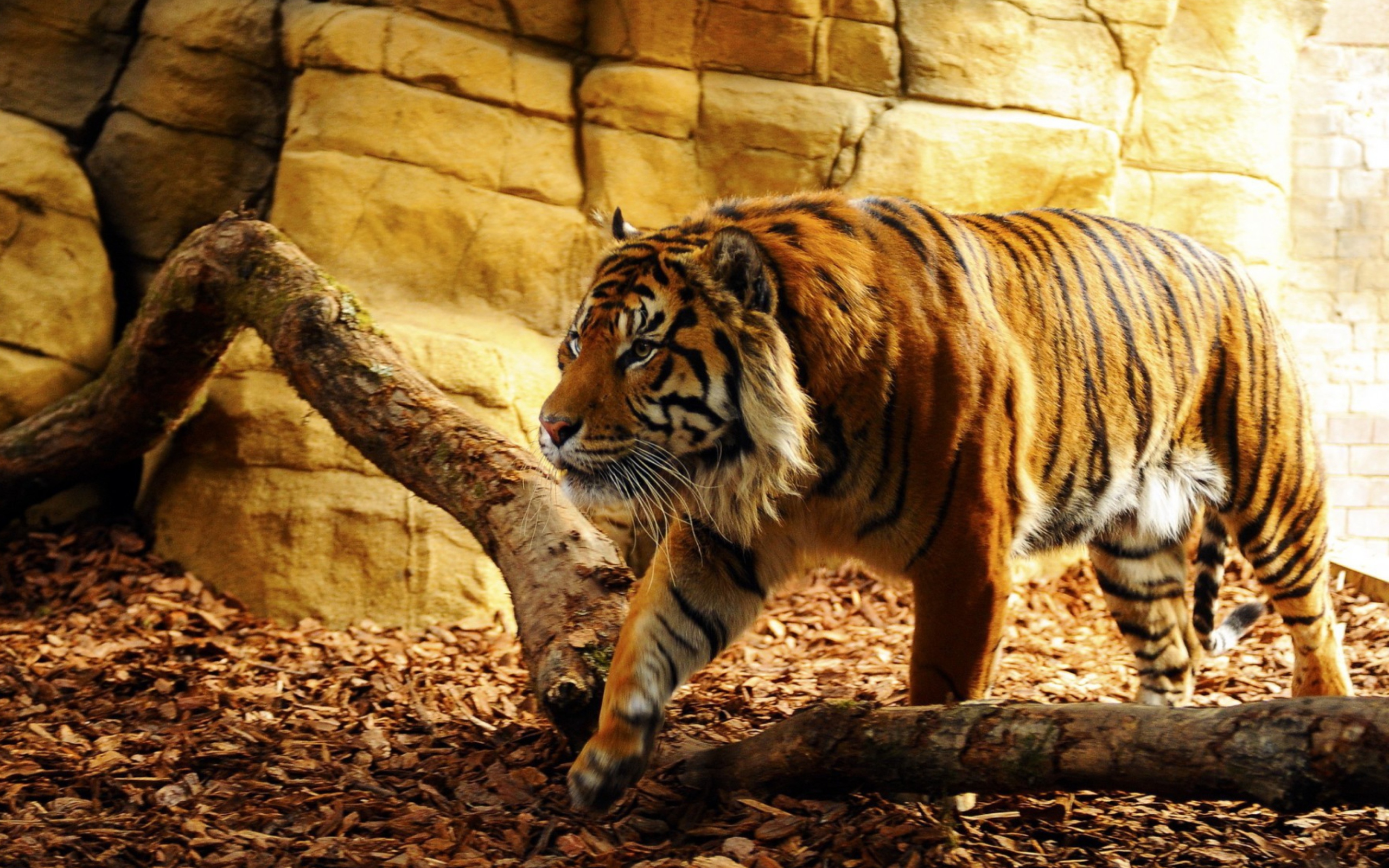 Tiger wallpaper 2560x1600