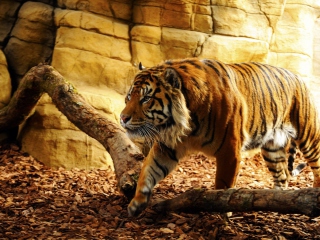 Tiger wallpaper 320x240