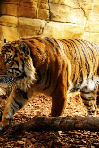 Das Tiger Wallpaper 320x480