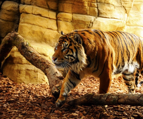 Das Tiger Wallpaper 480x400