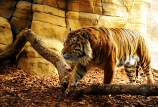 Tiger - Obrázkek zdarma 