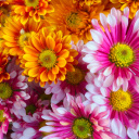 Chrysanthemum bouquet wallpaper 128x128