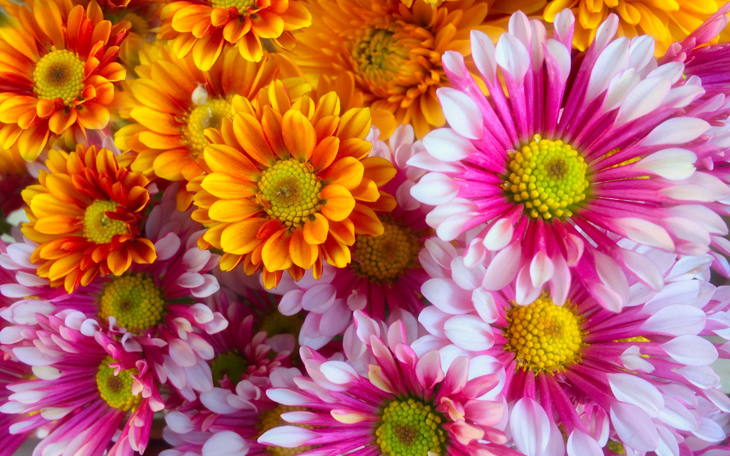 Screenshot №1 pro téma Chrysanthemum bouquet 1440x900