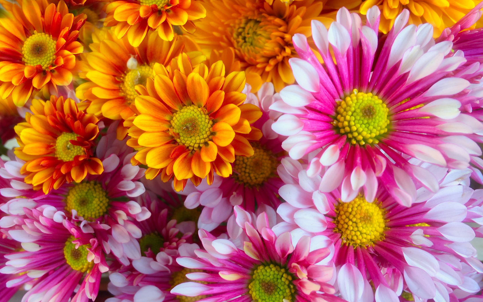 Screenshot №1 pro téma Chrysanthemum bouquet 1680x1050