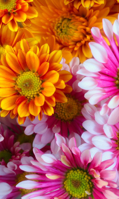 Fondo de pantalla Chrysanthemum bouquet 240x400