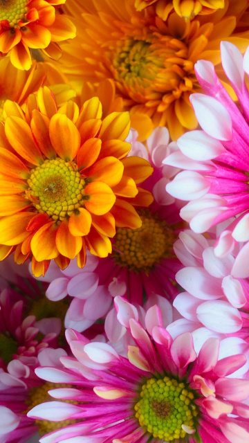 Chrysanthemum bouquet wallpaper 360x640