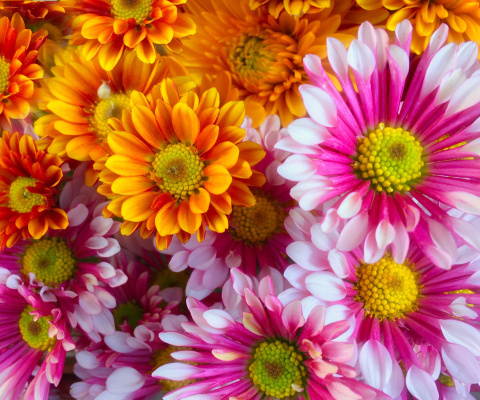 Chrysanthemum bouquet screenshot #1 480x400