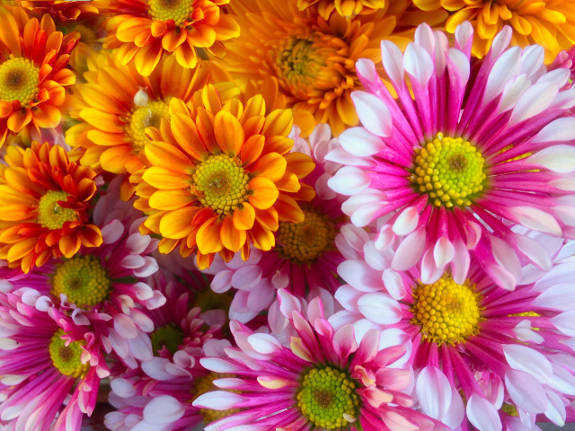 Das Chrysanthemum bouquet Wallpaper 640x480
