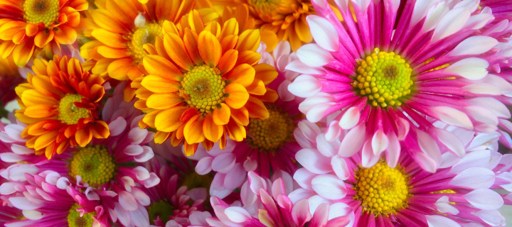 Screenshot №1 pro téma Chrysanthemum bouquet 720x320
