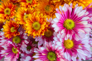 Chrysanthemum bouquet Background for Android, iPhone and iPad