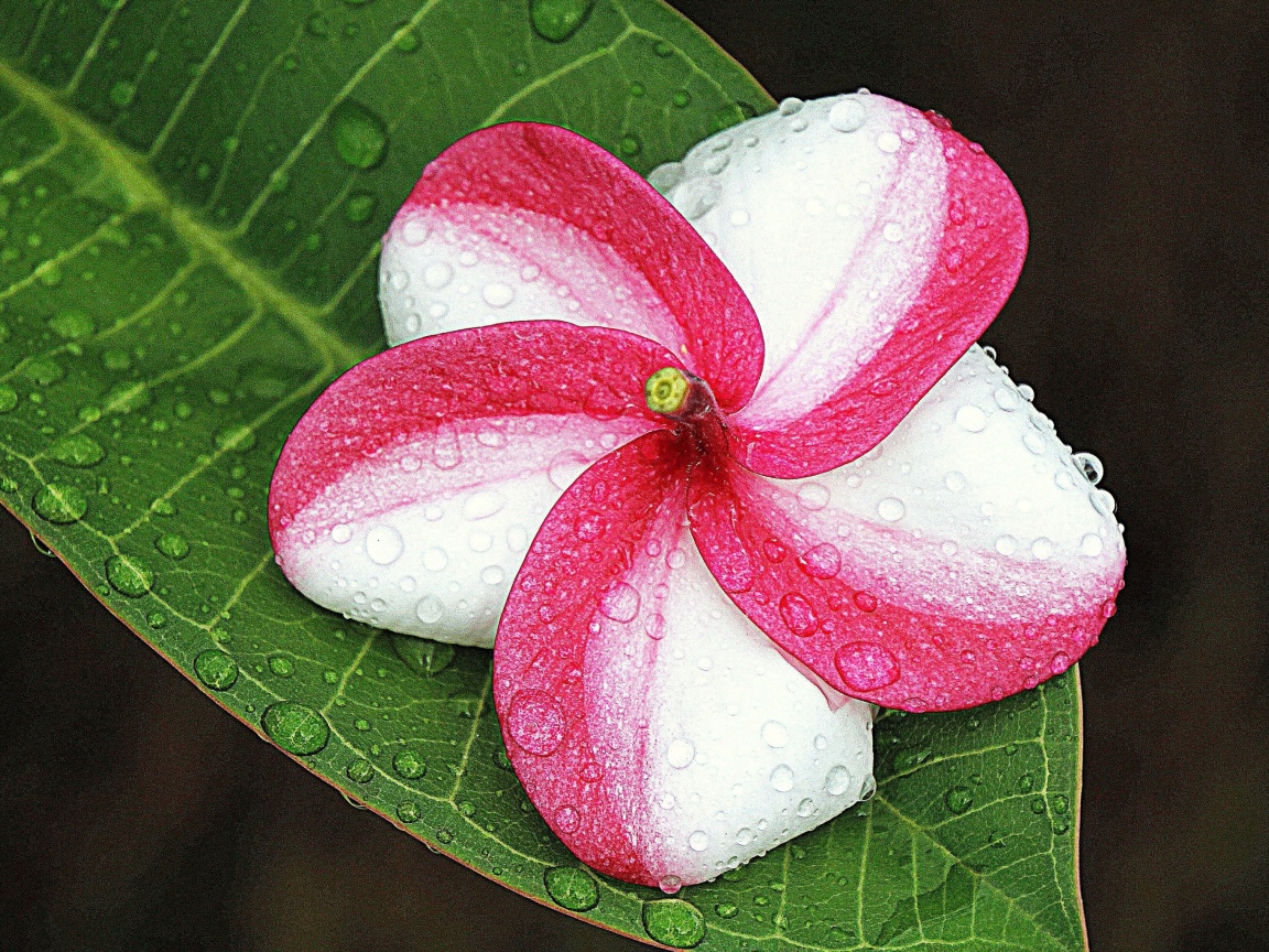 Tropical and Mediterranean flower screenshot #1 1152x864