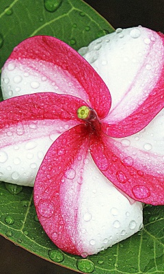 Tropical and Mediterranean flower screenshot #1 240x400