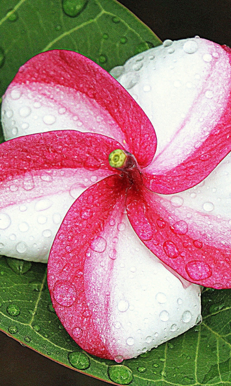 Screenshot №1 pro téma Tropical and Mediterranean flower 768x1280