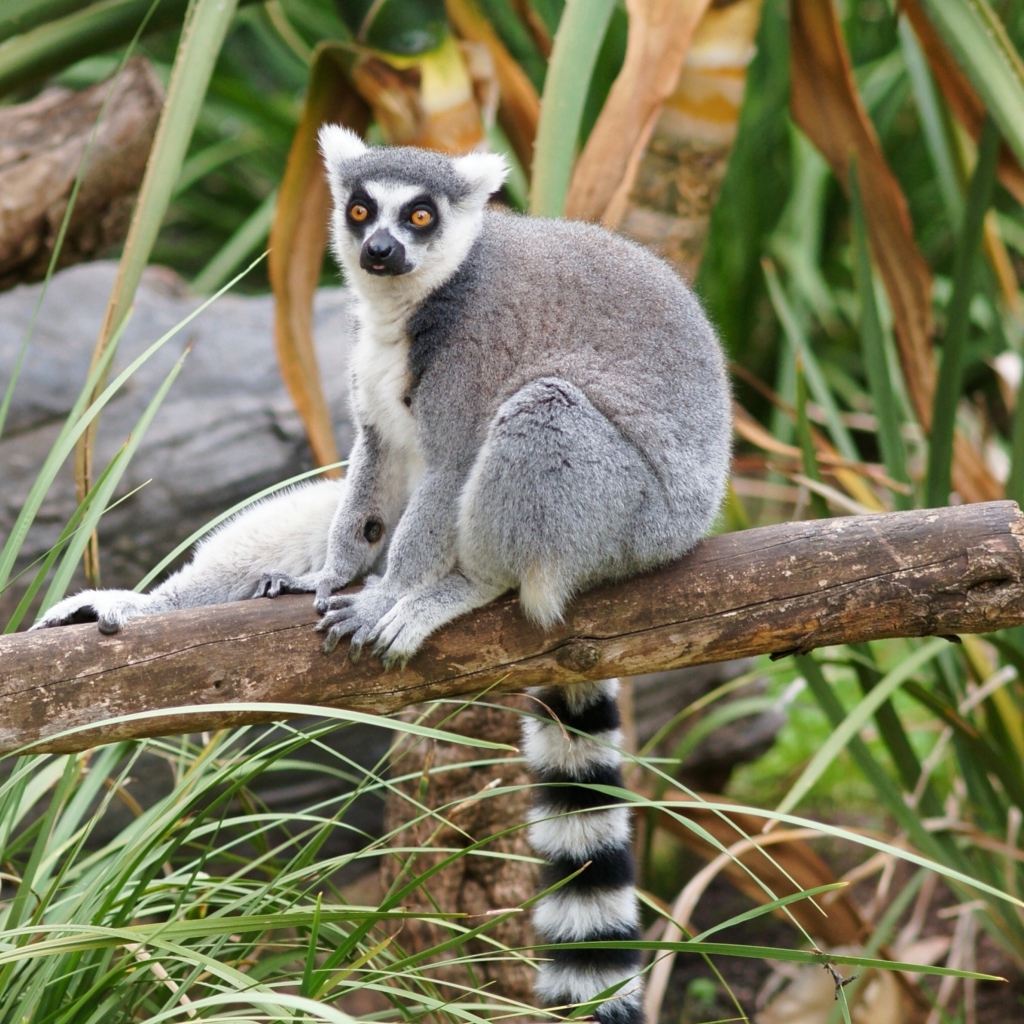 Обои Funny Lemur 1024x1024