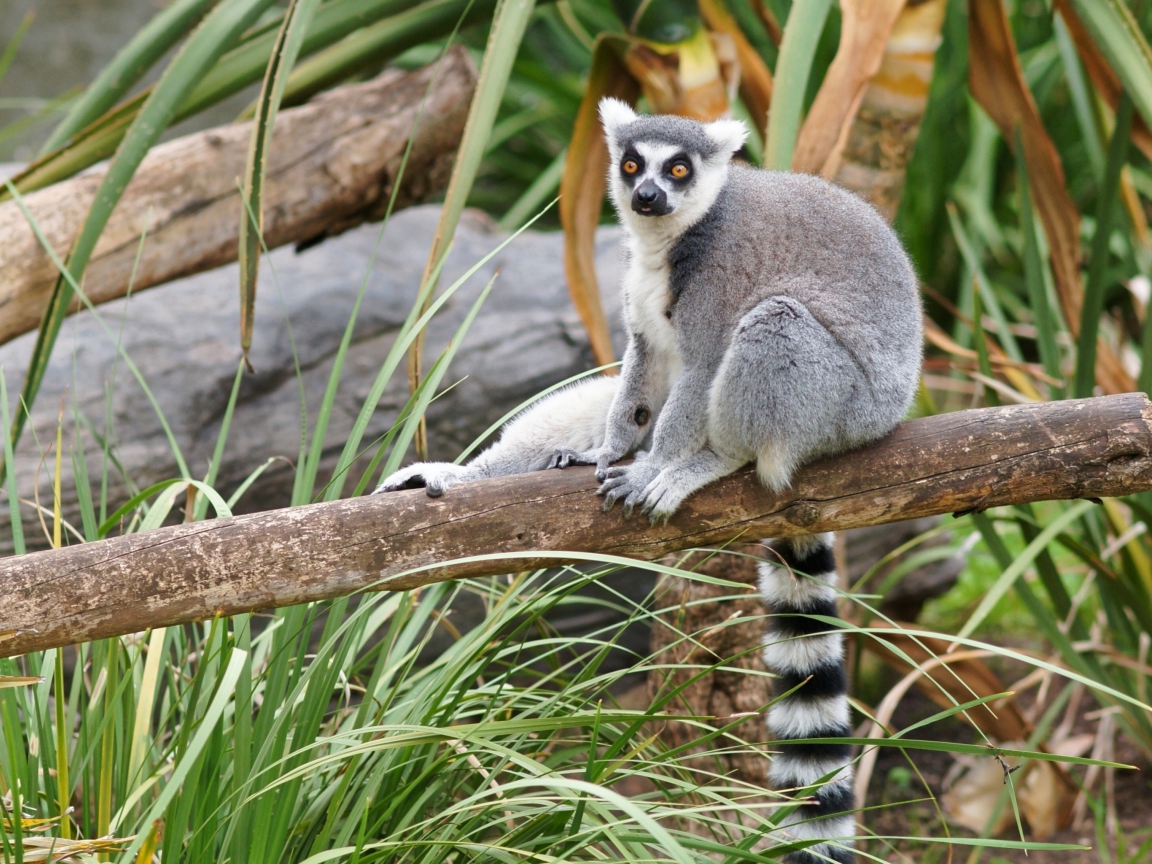 Обои Funny Lemur 1152x864